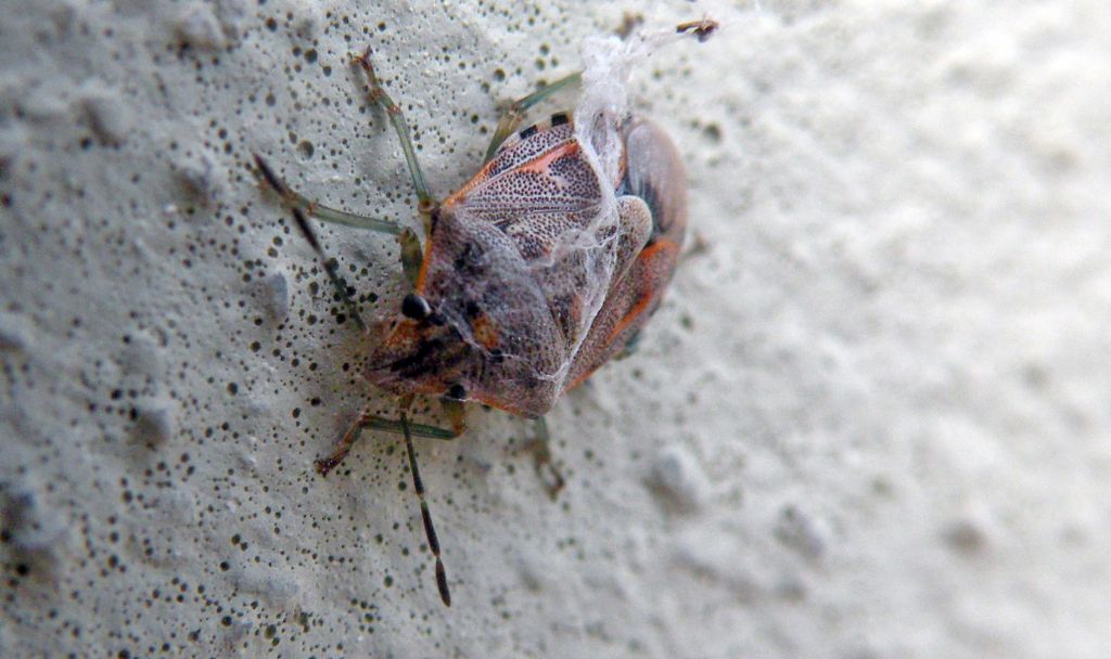 Eterottero... velato:  Holcogaster fibulata, Pentatomidae